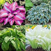 Hosta Lilie Blumensamen zur Aussaat – Landhaus Garten wichtig – Traditionssorte & ohne Gentechnik Samen Hausgarten
