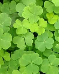 Khaki Grün Four Leaf Clover Samen zur Aussaat – Traditionssorte ohne Gentechnik biologisch Garten Samen Keimung