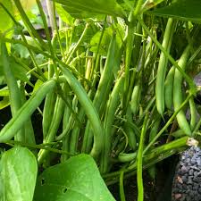 Bush Bean Gemüsesamen für einfache Aussaat