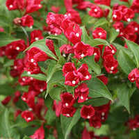 Rot Weigela Blumensamen zur Aussaat Schnitt Blume beliebt Traditionssorte & ohne Gentechnik Samen Hausgarten
