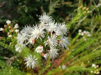 Dalea Pinnata Blumensamen zur Aussaat Enhance Garten Blüten