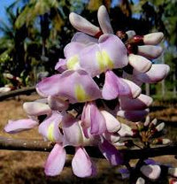 Gliricidia Sepium Baum Samen zur Aussaat – leuchtend Blüten – Traditionssorte & ohne Gentechnik Samen Hausgarten