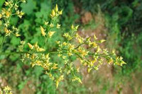 Gelb Hevea Brasiliensis Blumensamen zur Aussaat – kompakt Wuchs – Traditionssorte & ohne Gentechnik Samen Hausgarten