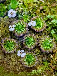 hell Grün Sundew zur Aussaat ideal Rabatten Traditionssorte & ohne Gentechnik Samen Hausgarten