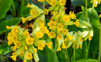Grün Weiß Schlüsselblume Blumensamen zur Aussaat – ideal Rabatten – Traditionssorte & ohne Gentechnik Samen Hausgarten