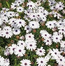 Kapkörbchen Blumensamen leuchtend mehrfarbige Blüten einfache Aussaat