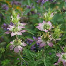 Lila Monarda Punctata Blumensamen zur Aussaat – saisonal Dauerblüher – Traditionssorte & ohne Gentechnik Samen Hausgarten