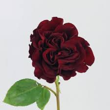 Bordeaux Rose Blumensamen zur Aussaat – Traditionssorte ohne Gentechnik biologisch Garten Samen Keimung Wildblume Mischung