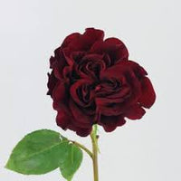 Bordeaux Rose Blumensamen zur Aussaat – Traditionssorte ohne Gentechnik biologisch Garten Samen Keimung Wildblume Mischung