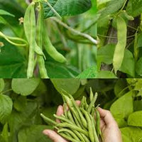 Bush Bean Gemüsesamen für einfache Aussaat