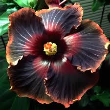 Rot schwarz hibiscus samen for exotic garten blumen - ideal indoor and outdoor anpflanzung blume
