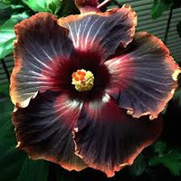 Rot schwarz hibiscus samen for exotic garten blumen - ideal indoor and outdoor anpflanzung blume