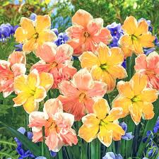 Rainbow Narzisse Blumensamen – Halbschatten verträglich Traditionssorte ohne Gentechnik Samen Hausgarten