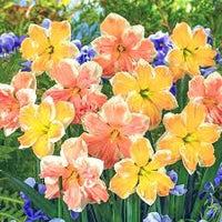 Rainbow Narzisse Blumensamen – Halbschatten verträglich Traditionssorte ohne Gentechnik Samen Hausgarten