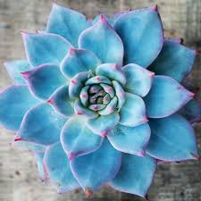 Himmelblau Grün Succulent Blumensamen Schnitt Blume beliebt Traditionssorte & ohne Gentechnik Samen Hausgarten