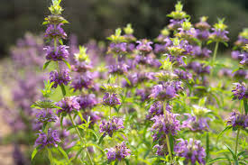 Lavendel Lemon Mint Blumensamen zur Aussaat – pflegeleicht – Traditionssorte & ohne Gentechnik Samen Hausgarten