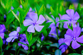 Violett Immergrün Immergrün Blumensamen zur Aussaat robust Sorte Traditionssorte & ohne Gentechnik Samen Hausgarten