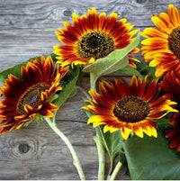 Gelb Braun Sonnenblume Samen zur Aussaat saisonal Dauerblüher Traditionssorte & ohne Gentechnik Samen Hausgarten