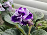 Weiß Blau Mini Violett Blumensamen zur Aussaat Garten beliebt Traditionssorte & ohne Gentechnik Samen Hausgarten