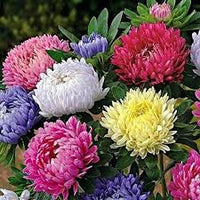 Gemischt Callistephus Blumensamen zur Aussaat hochwertige Qualitäts- Traditionssorte & ohne Gentechnik Samen Hausgarten