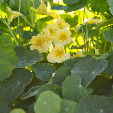 Creme Kapuzinerkresse Blumensamen Garten Schnitt Blume beliebt Traditionssorte & ohne Gentechnik Samen Hausgarten