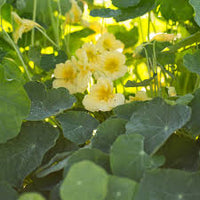 Creme Kapuzinerkresse Blumensamen Garten Schnitt Blume beliebt Traditionssorte & ohne Gentechnik Samen Hausgarten