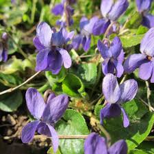 Lila Veilchen Odorata Blumensamen zur Aussaat – Bestäuber freundlich – Traditionssorte & ohne Gentechnik Samen Hausgarten