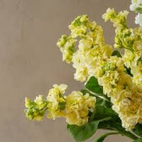 hell Gelb Levkoje Blumensamen – leuchtend Traditionssorte & ohne Gentechnik Samen Hausgarten