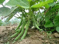 Bush Bean Gemüsesamen für einfache Aussaat