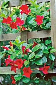 Dipladenia Blumensamen zur Aussaat – kompakt Wuchs – Traditionssorte & ohne Gentechnik Samen Hausgarten