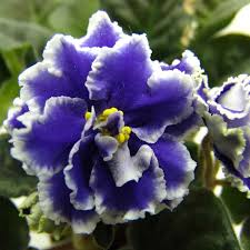 Weiß Blau Mini Violett Blumensamen zur Aussaat Garten beliebt Traditionssorte & ohne Gentechnik Samen Hausgarten