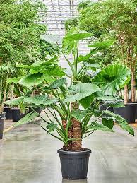 Alocasia Macrorrhiza Blumensamen zur Aussaat – leuchtend Blüten – Traditionssorte & ohne Gentechnik Samen Hausgarten