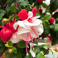 Rot hell Rosa gefüllt Petals Fuchsie Samen zur Aussaat Garten beliebt Traditionssorte & ohne Gentechnik Samen Hausgarten