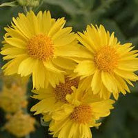 Gelb Gaillardia Blumensamen zur Aussaat – Garten beliebt – Traditionssorte & ohne Gentechnik Samen Hausgarten