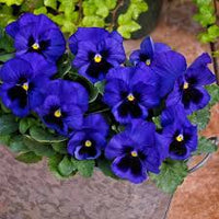Stiefmuetterchen Samen Blue Blotch