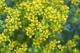 Graveolens Blumensamen zur Aussaat – Drought verträglich – Traditionssorte & ohne Gentechnik Samen Hausgarten