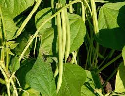 Bush Bean Gemüsesamen für einfache Aussaat