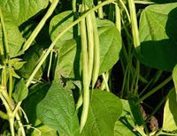Bush Bean Gemüsesamen für einfache Aussaat