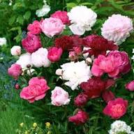 Paeonia Blumensamen zur Aussaat – saisonal Dauerblüher – Traditionssorte & ohne Gentechnik Samen Hausgarten