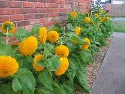 Gelb Teddy Sonnenblume Samen zur Aussaat – Schnitt Blume beliebt – Traditionssorte & ohne Gentechnik Samen Hausgarten