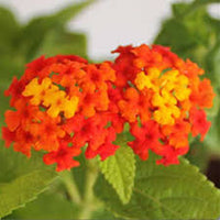 Orange Wandelröschen Blumensamen zur Aussaat farbenfroh Schau Traditionssorte & ohne Gentechnik Samen Hausgarten