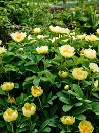 Gelb Pfingstrose Blumensamen zur Aussaat