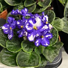 Weiß Blau Mini Violett Blumensamen zur Aussaat Garten beliebt Traditionssorte & ohne Gentechnik Samen Hausgarten