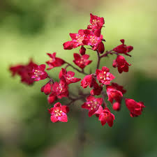 Kastanienrot Heuchera Blumensamen zur Aussaat – Traditionssorte ohne Gentechnik leuchtend Garten Blüten pflegeleicht