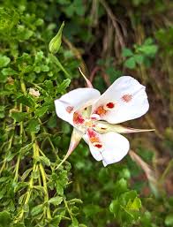 Calochortus Blumensamen zur Aussaat – leuchtend Blüten – Traditionssorte & ohne Gentechnik Samen Hausgarten