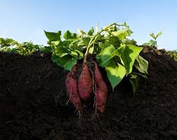 Süße potato gemüse samen aussaat