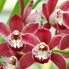 Rosa Cymbidium Orchidee Blumensamen zur Aussaat – Drought verträglich – Traditionssorte & ohne Gentechnik Samen Hausgarten