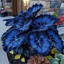 Mischung Blau Caladium Blumensamen zur Aussaat – Landhaus Garten wichtig – Traditionssorte & ohne Gentechnik Samen Hausgarten
