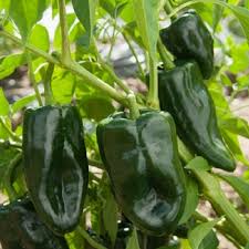 Green Ancho Poblano Gemüse Planting Samen