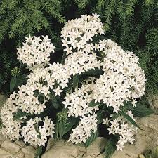 Weiß Pentas Starla Blumensamen zur Aussaat – Wildblume Mischung – Traditionssorte & ohne Gentechnik Samen Hausgarten